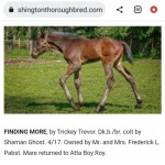 1 of 59 Foals from My 75% Horse Trickey Trevor