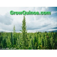 $400,000 Buy Out Now or Place Bid on Both "GrowQuinoa.com" & "GrowGreenProtein.com"   Do you also give your land a Sabbath rest?